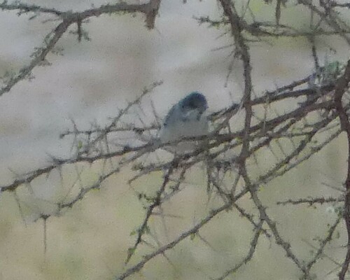 Rüppell's Warbler (Curruca ruppeli), photo 4