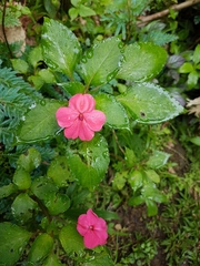 Impatiens walleriana image