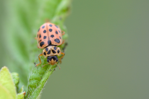 Water Ladybird, photo 2 of 9
