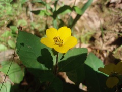 Chrysogonum