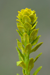 Pucciniaceae