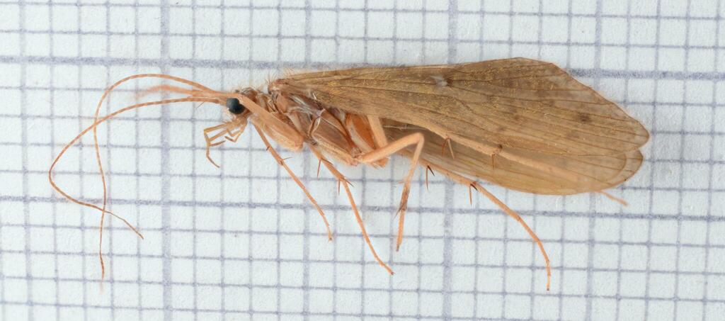 Rhyacophila obliterata