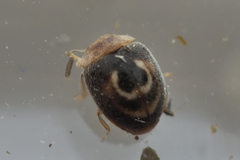 Clitostethus arcuatus