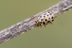 Anisosticta novemdecimpunctata