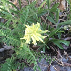 Astragalus tennesseensis