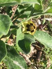 Physalis cinerascens spathulifolia