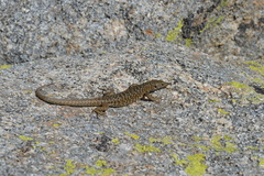 Archaeolacerta bedriagae