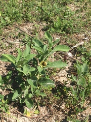 Physalis cinerascens spathulifolia