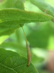 Andricus pedicellatus