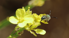 Caenohalictus iodurus