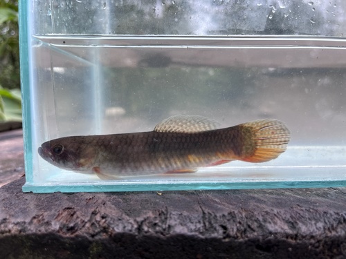 Redfin trahira (Erythrinus erythrinus) — Erythrinidae