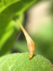 Andricus pedicellatus