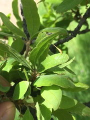 Andricus pedicellatus