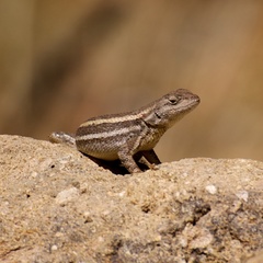 Sceloporus virgatus