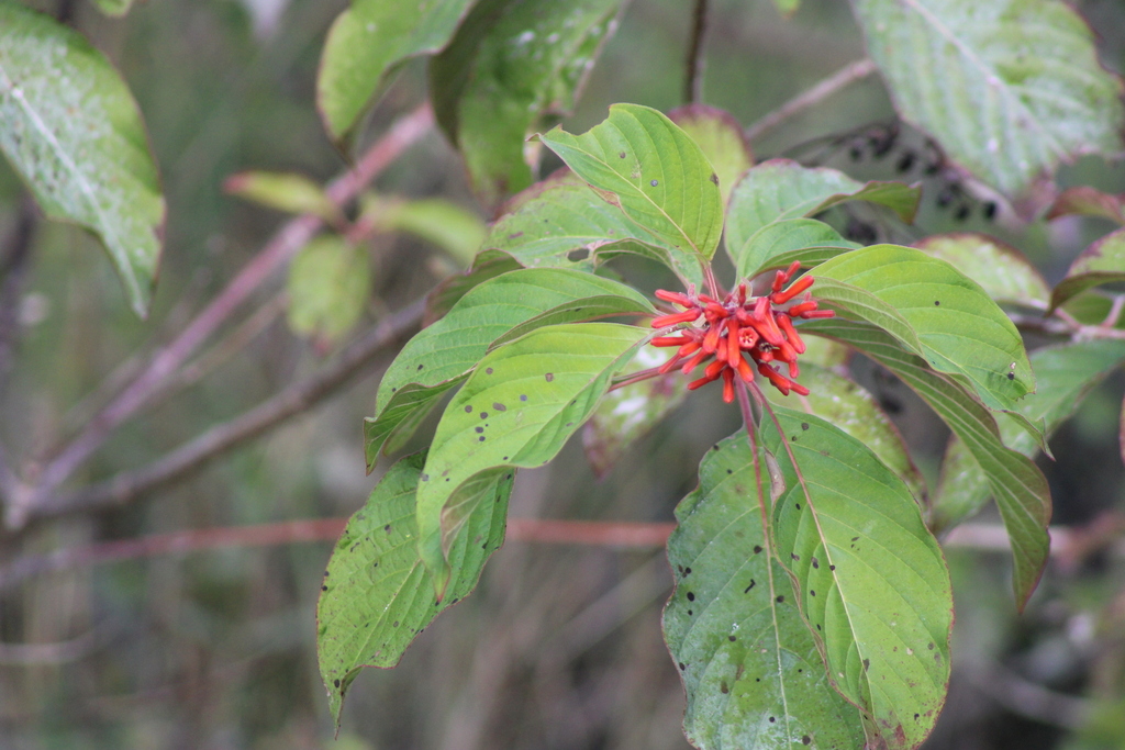 Firebush from Cabo Engaño, 23000 Punta Cana, Dominican Republic on ...