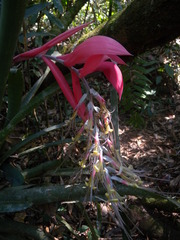 Billbergia issingiana