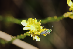Caenohalictus iodurus