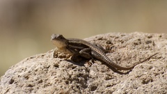 Sceloporus virgatus