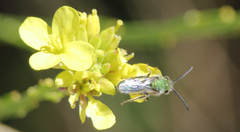 Caenohalictus iodurus