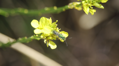 Caenohalictus iodurus