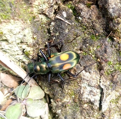 Pseudoxycheila bipustulata
