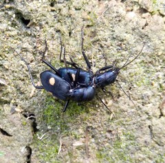 Pseudoxycheila bipustulata