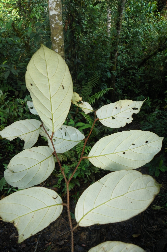 Licania micrantha