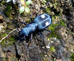 Pseudoxycheila bipustulata