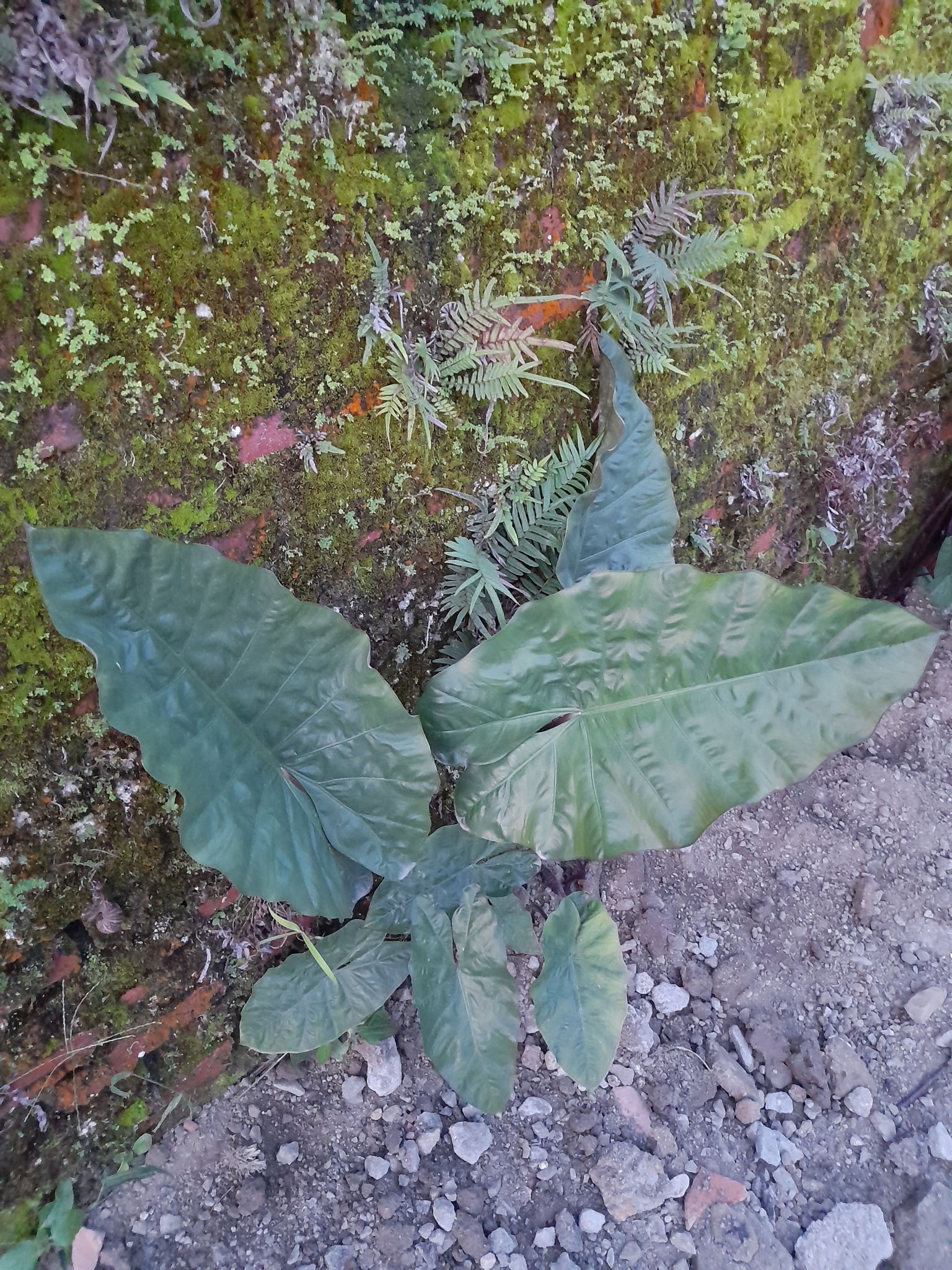 Alocasia macrorrhizos