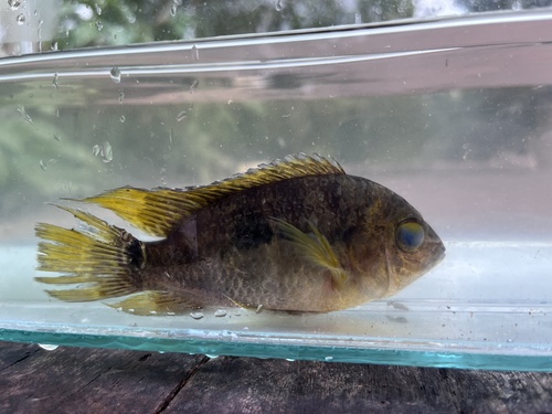 Port cichlid (Cichlasoma portalegrense) — Cichlidae — 4