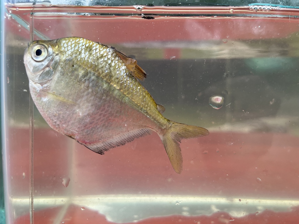 Brachychalcinus parnaibae