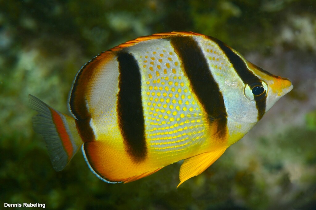 Four-banded butterflyfish