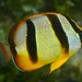 Four-banded Butterflyfish - Photo (c) Dennis Rabeling, some rights reserved (CC BY-NC-ND), uploaded by Dennis Rabeling