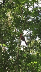 Cardinalis cardinalis