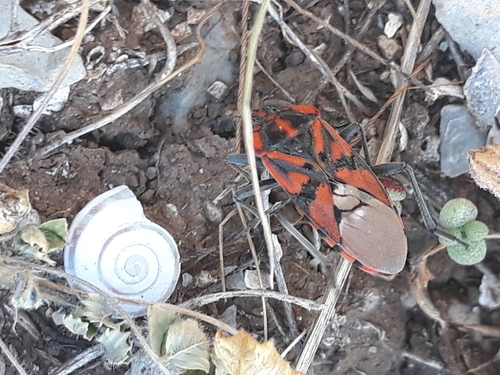 Photo of Indian Milkweed Bug (Spilostethus pandurus)