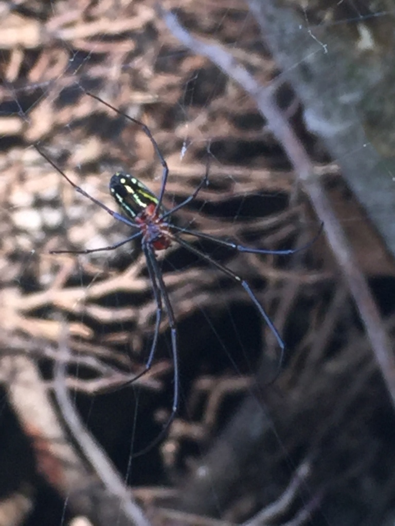 Leucauge argyra from Cabo Engaño, 23000 Punta Cana, Dominican Republic ...