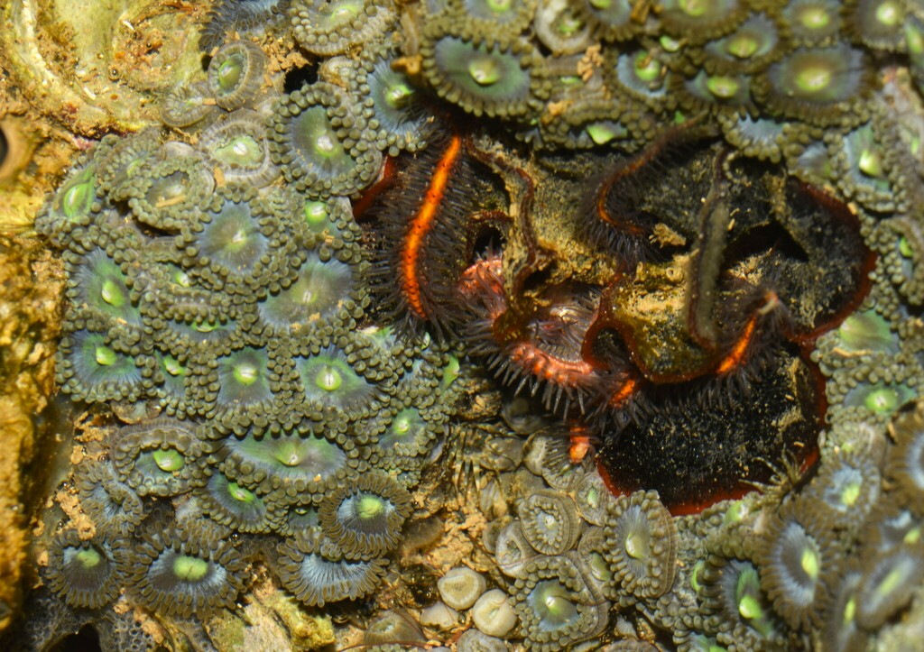 Zoanthus sociatus from Pedra da Sereia, Praia da Costa, Vila Velha - ES ...