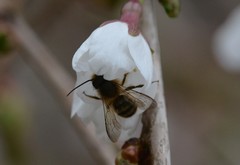 Osmia taurus