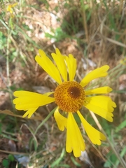 Helenium brevifolium