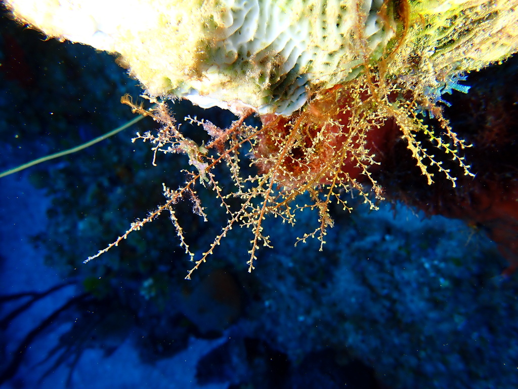 Algae Hydroid