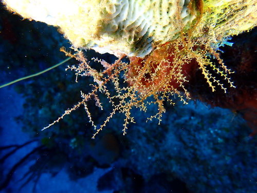 Algae Hydroid