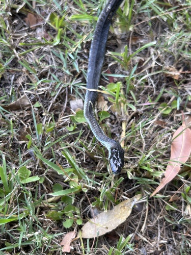 Common Tree Snake sighting