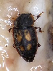 Epuraea flavomaculata