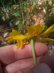Helenium brevifolium
