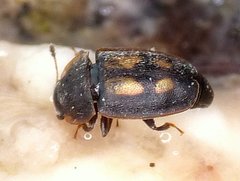 Epuraea flavomaculata