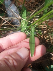 Helenium brevifolium