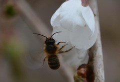 Osmia taurus