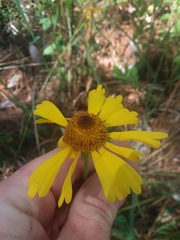 Helenium brevifolium