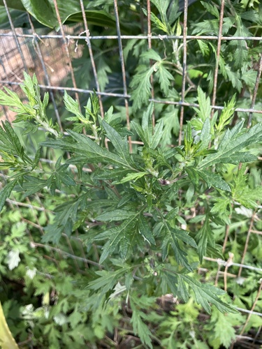 Artemisia vulgaris, 2024-02-05