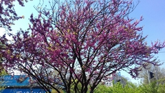 Cercis siliquastrum